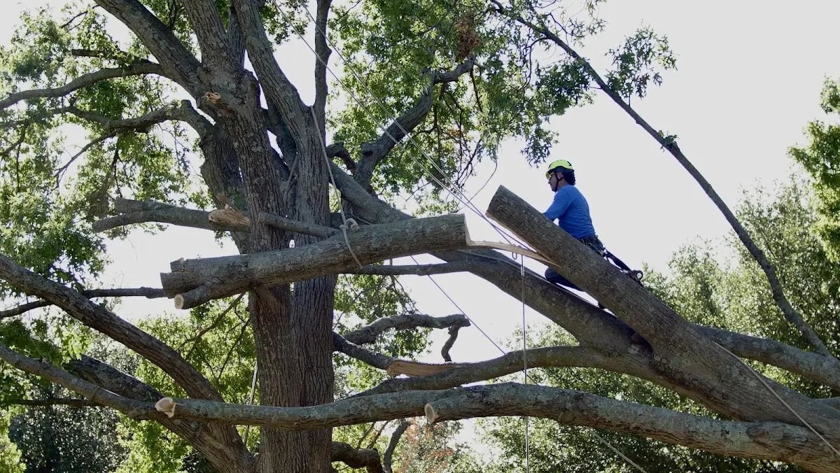 Professional Crown Thinning performed by certified arborists in Freeman